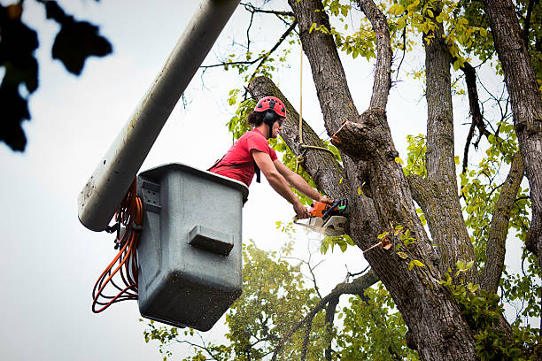 How Our Tree Care Process Works  in New Port Richey, FL